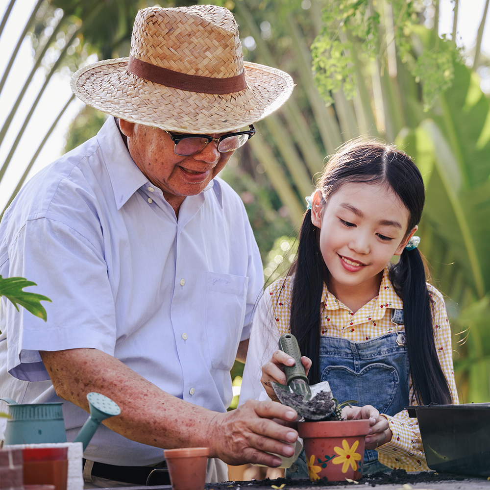 Asian retirement grandfather and granddaughter helping planting trees together